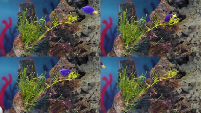 海藻海草海水缸造景小丑鱼 (5)