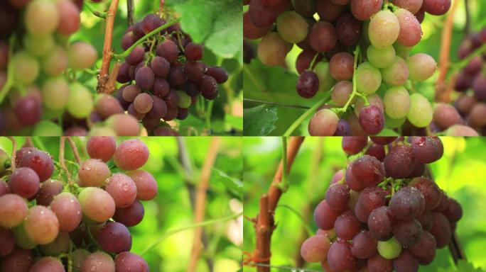 红提葡萄种植实拍特写