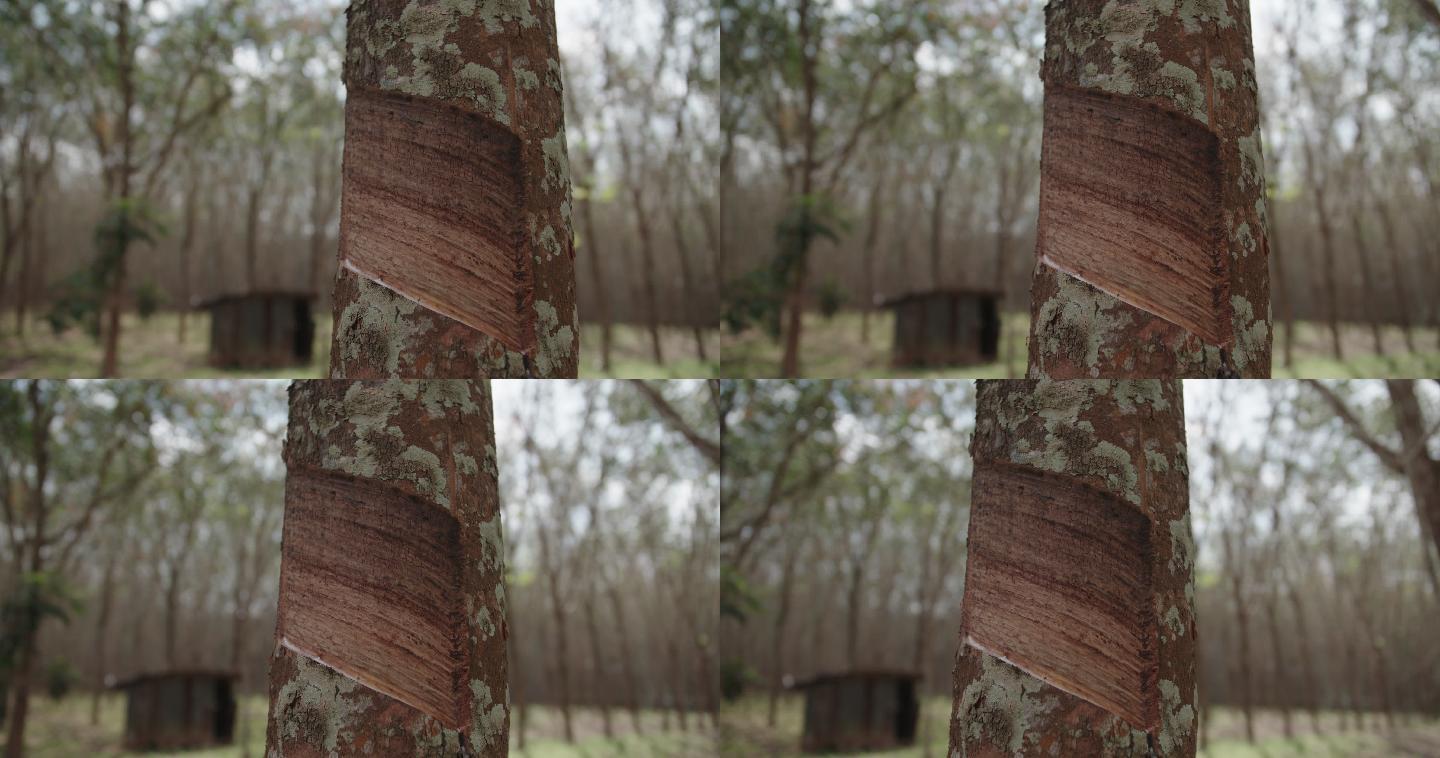 橡胶种植林地实拍林子视频