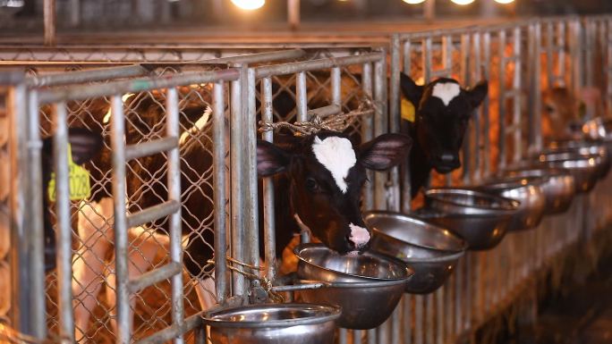 生态奶牛养殖场幼牛养殖空镜2