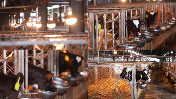 生态奶牛养殖场幼牛养殖空镜2