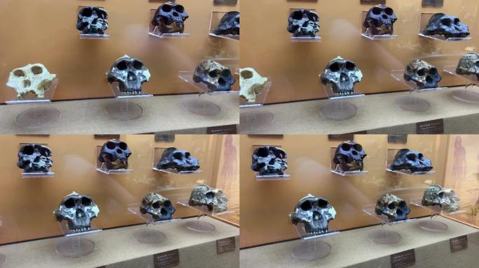 古人类原始人头骨化石骷髅 (7)