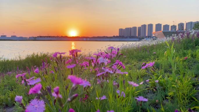 夕阳下美丽的小紫花，紫色的野花