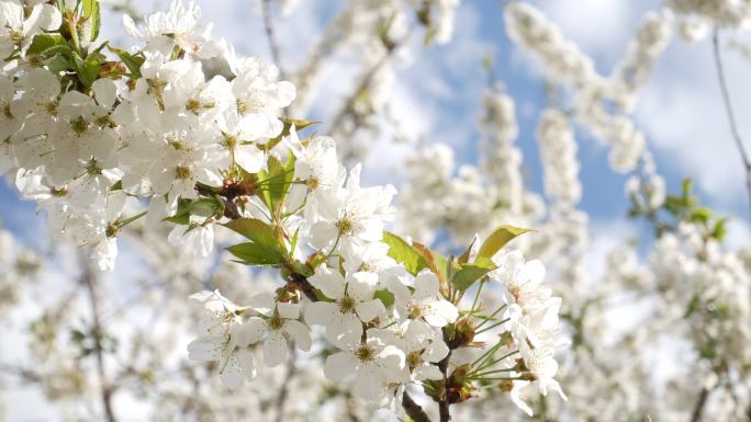 樱花树视频背景，白花与昆虫传粉花，新生活理念