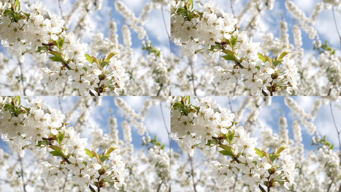 樱花树视频背景，白花与昆虫传粉花，新生活理念