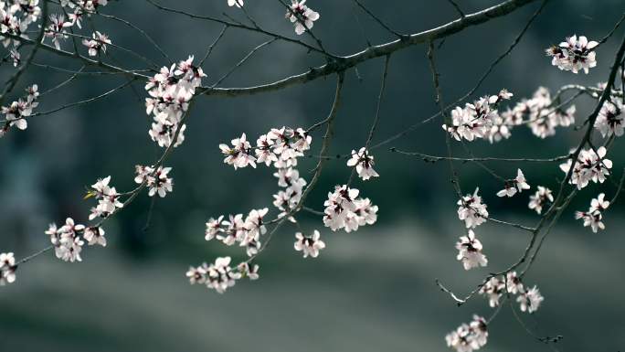 春天北京大觉寺内盛开的樱花