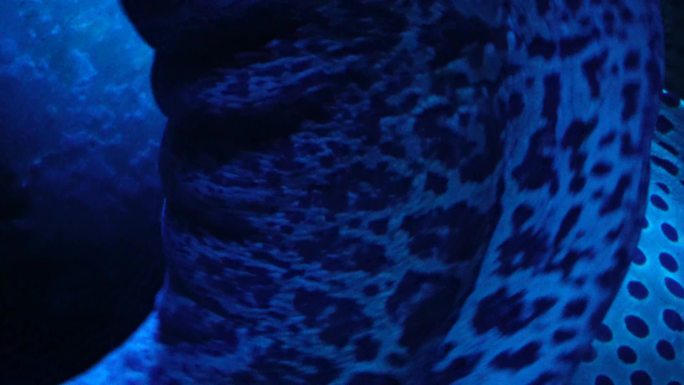 恐怖深海海鳗危险神秘 (3)