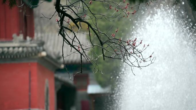 实拍北京大觉寺许愿池前含苞待放的花朵喷泉