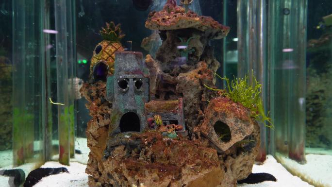 海藻海草海水缸造景小丑鱼 (1)