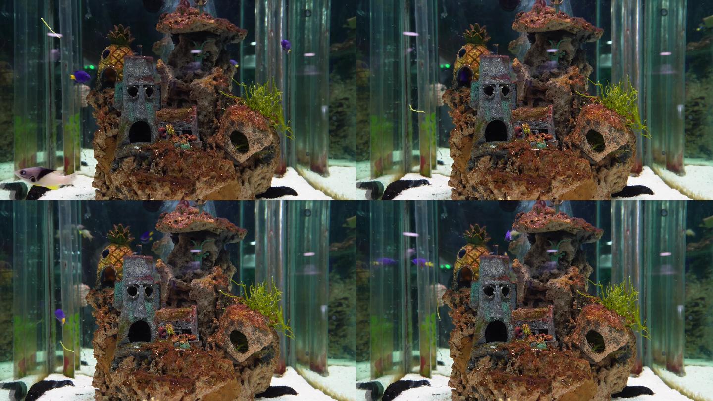 海藻海草海水缸造景小丑鱼 (1)