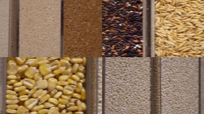 各种稻谷稻米粮食标本 (7)