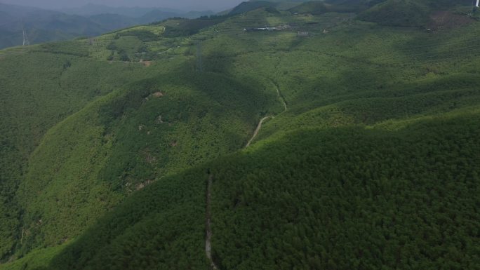 浙江地区长满竹子的高山