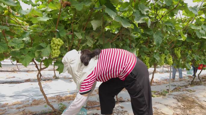 农民在果园采摘成熟的葡萄
