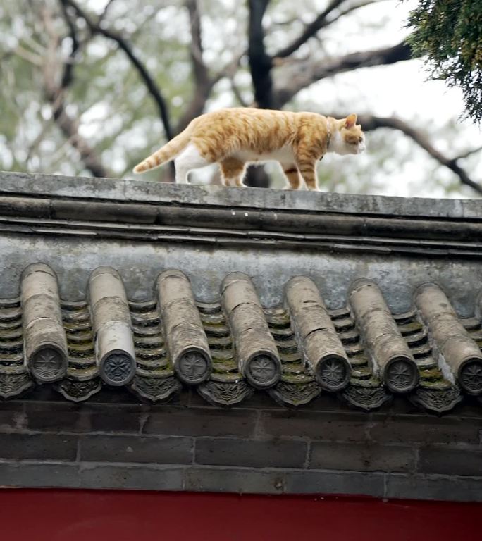 竖屏升格实拍春季北京大觉寺围墙上行走的猫