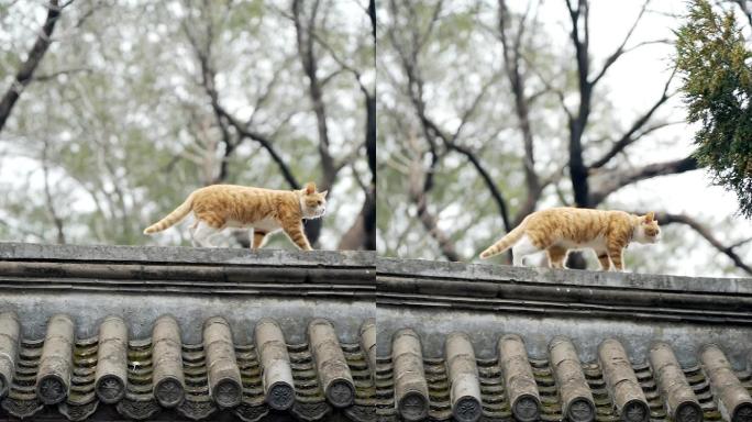 竖屏升格实拍春季北京大觉寺围墙上行走的猫