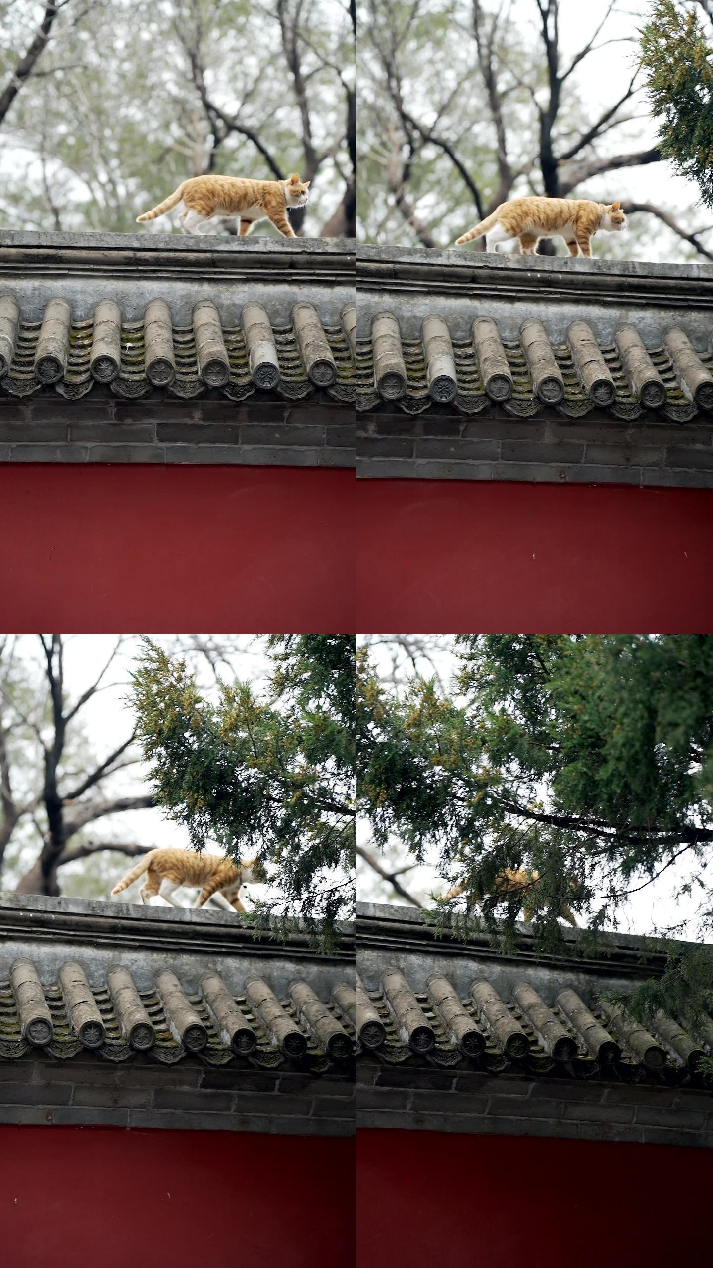 竖屏升格实拍春季北京大觉寺围墙上行走的猫