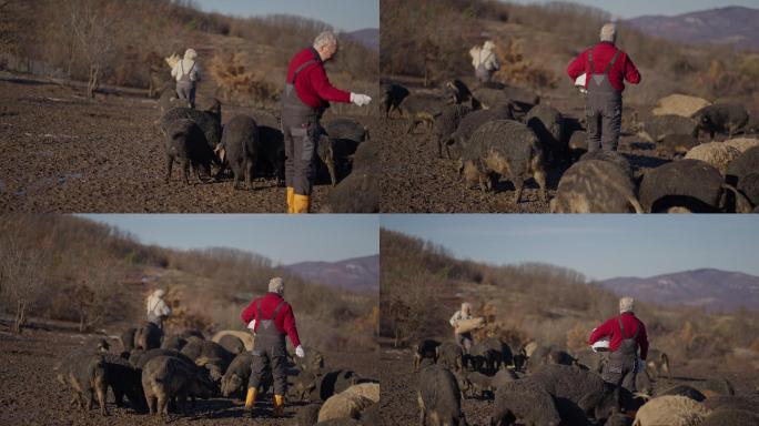 在农场里，活跃的高加索人高级男性农场主正在喂猪