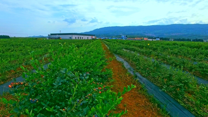 曲靖蓝莓种植基地