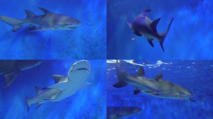 大白鲨危险深海鲨鱼 (1)