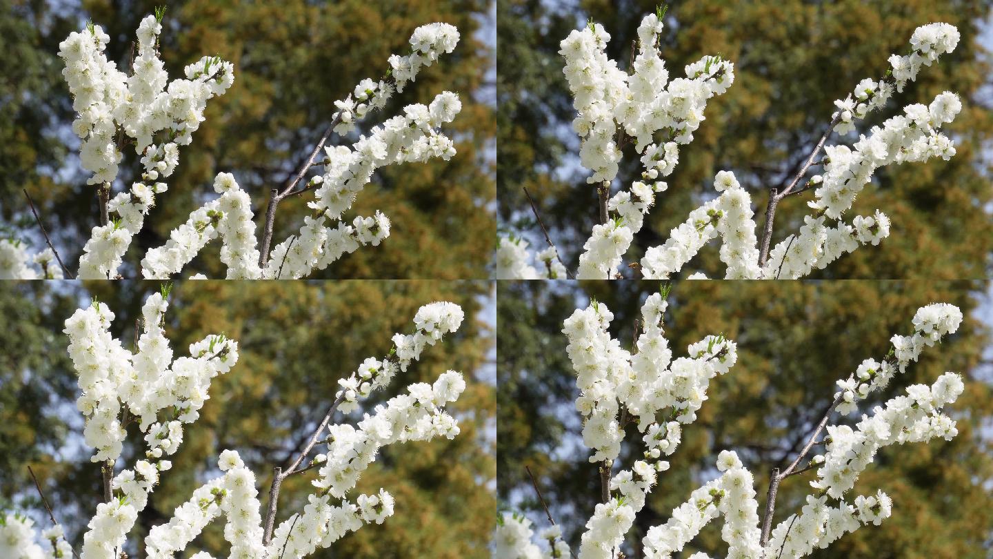 白色梅花腊梅鲜花花朵 (1)