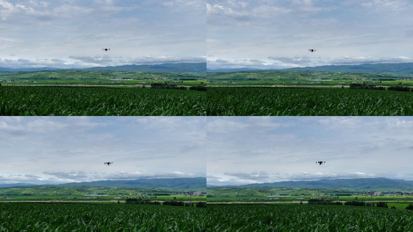 玉米田无人机喷洒农药