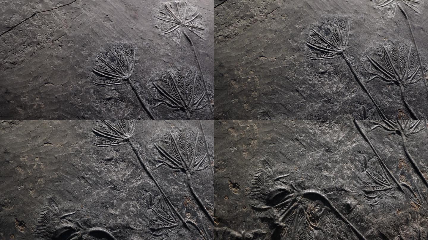史前水生植物化石 (6)