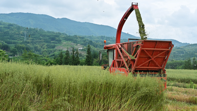 现代农业机械化青储饲料野燕麦收割