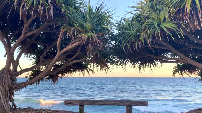 热带树木之间的海滨公园长凳