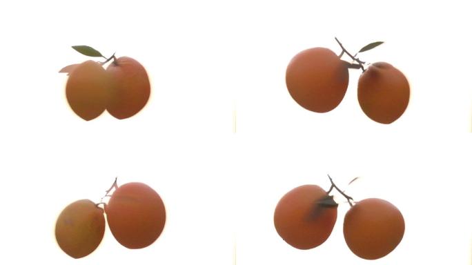 橙子旋转视频实拍