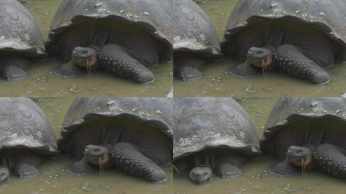 加拉帕戈斯巨龟动物园海龟
