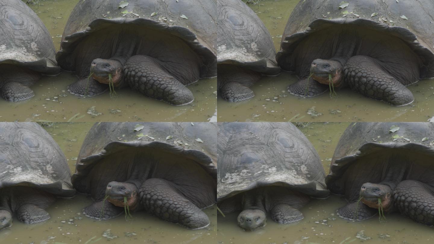 加拉帕戈斯巨龟动物园海龟