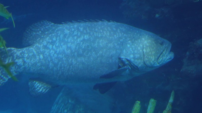 动物园海底世界巨型深海鱼类 (2)