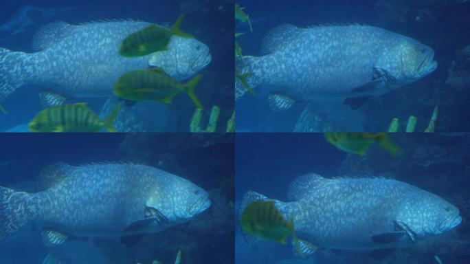 动物园海底世界巨型深海鱼类 (2)