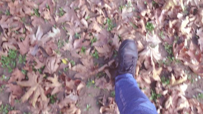 梧桐在秋天落叶黄叶散步