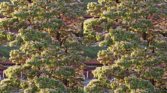 威海里口山广福寺门前的楸树开花