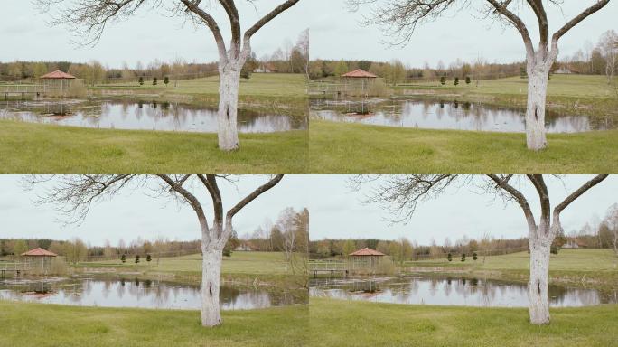 一棵树挨着一个池塘，有壁龛