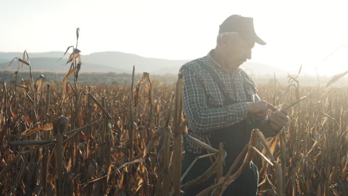 日落时分，一位老农在农田里使用数字平板电脑的照片。