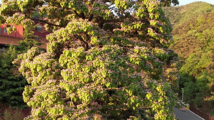 航拍威海里口山广福寺门前的楸树花