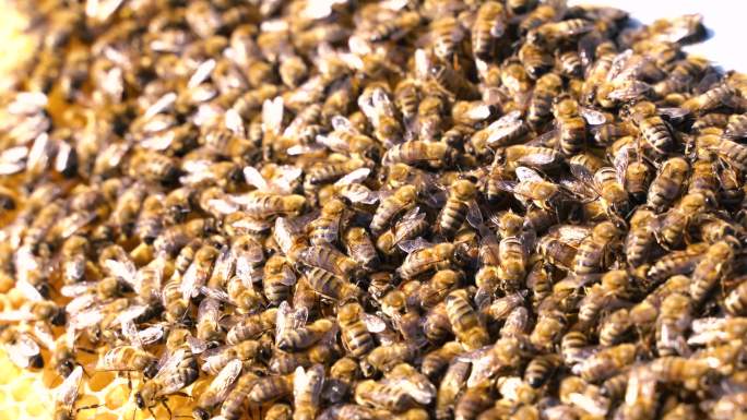 蜂巢中的一大群蜜蜂的4K视频片段