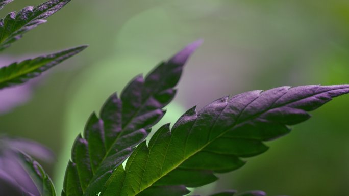 室内紫色灯光下大麻（大麻）叶子的特写镜头（大麻）