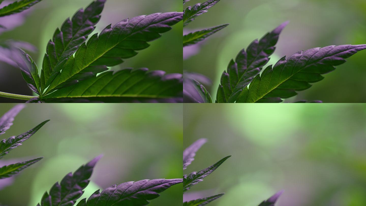 室内紫色灯光下大麻（大麻）叶子的特写镜头（大麻）