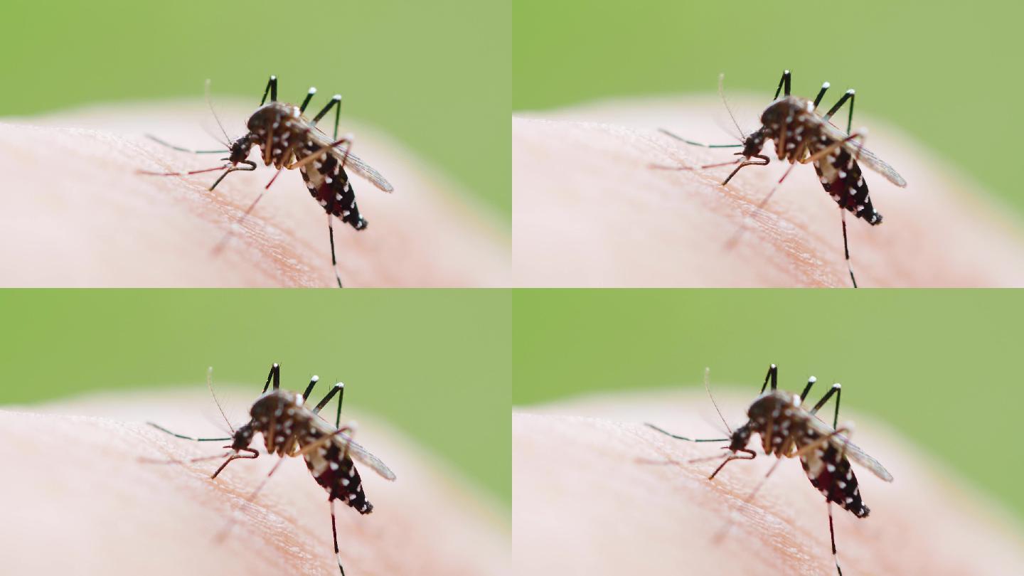 蚊子吸人血的特写镜头