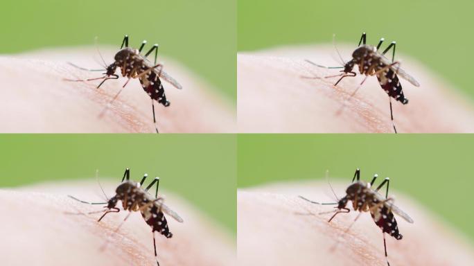 蚊子吸人血的特写镜头