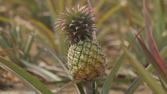 农场里的菠萝凤梨丰收