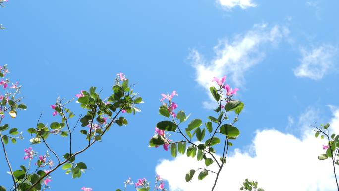 美丽的粉红色紫荆花。兰花树，郁郁葱葱的花朵衬托着蓝天白云的背景