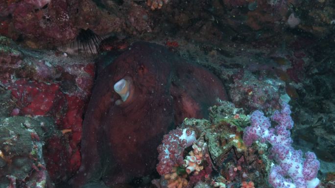 暗礁章鱼悄悄地在珊瑚礁上游动