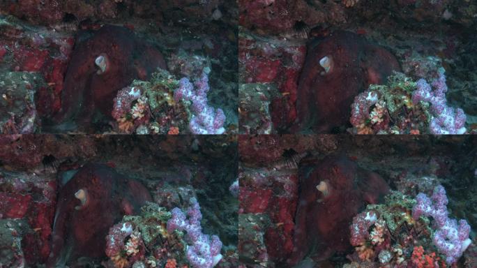 暗礁章鱼悄悄地在珊瑚礁上游动