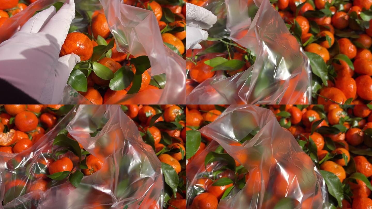 菜市场买沃柑粑粑橙橘子橙子 (1)