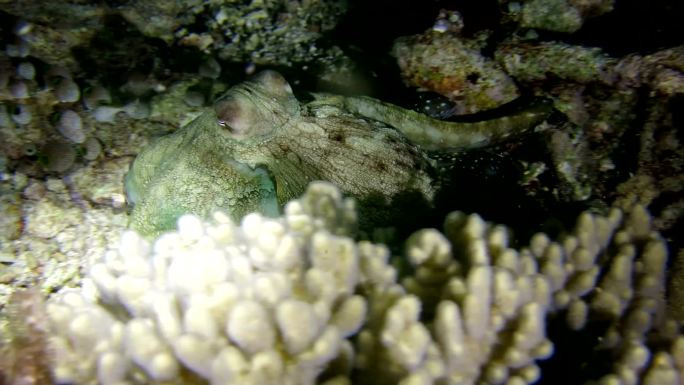 藏在珊瑚礁里的珊瑚章鱼