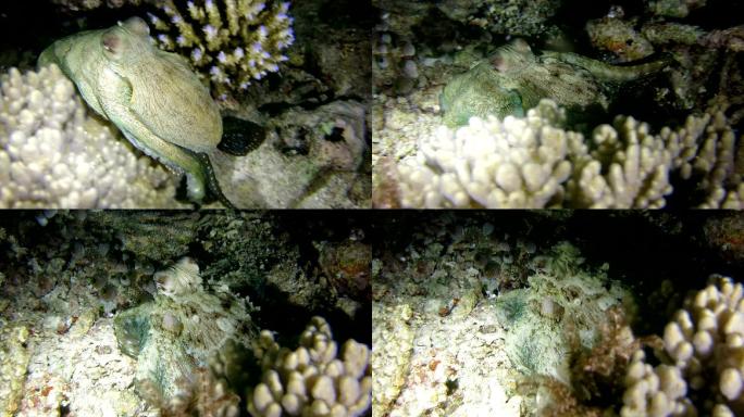 藏在珊瑚礁里的珊瑚章鱼